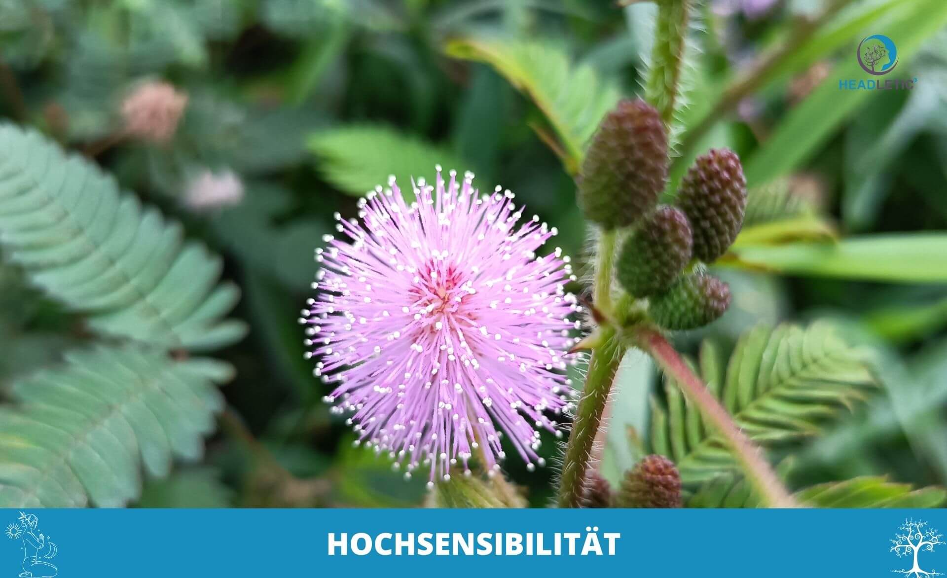 Nahaufnahme einer rosafarbenen Blüte der Mimosa pudica (sensible Pflanze) mit grünem Laub im Hintergrund; deutscher Text "HOCHSENSIBILITÄT" auf einem blauen Band am unteren Rand, perfekt für Themen wie Hochsensibel-Meditation.